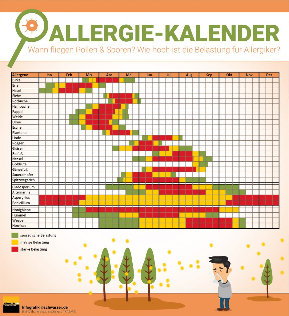 Infografik: Der Allergiekalender zeigt wann Pollen und Sporen fliegen und wie hoch die Belastung für Allergiker in den einzelnen Monaten ist.