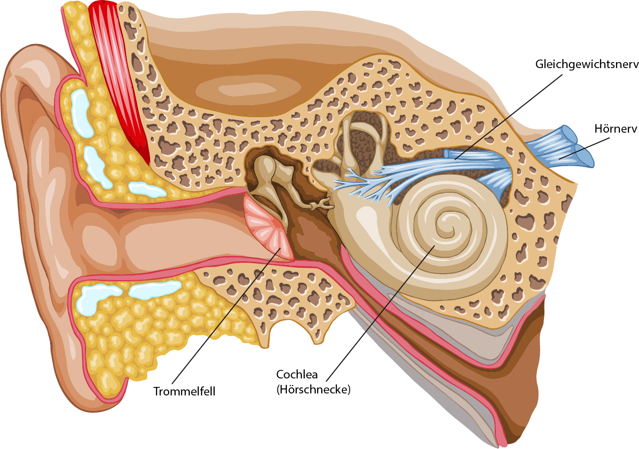 Diese Übersicht zeigt den Aufbau von einem menschlichen Ohr. Gut zu sehen ist die natürliche Cochlea (Hörschnecke), das Trommelfell der Hörnerv und der Gleichgewichtsnerv. (#2)
