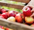 Gut verträgliche Apfelsorten für Allergiker: Santana, Wellant, (Foto: AdobeStock - Halfpoint 229133985)