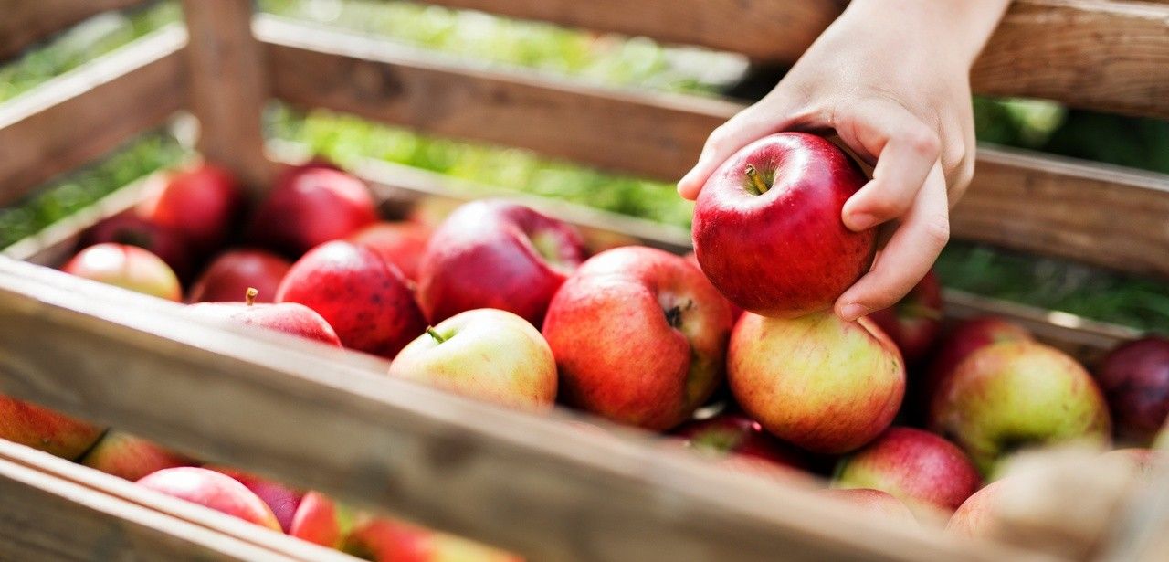Gut verträgliche Apfelsorten für Allergiker: Santana, Wellant, (Foto: AdobeStock - Halfpoint 229133985)