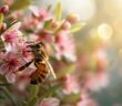 Eine Biene sammelt Honig an einer Manuka-Blüte. (Foto: AdobeStock_702831869 vxnaghiyev)