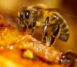 Insektengiftallergie - Symptome und Maßnahmen (Foto: AdobeStock - 396376842 BeeApiaries)