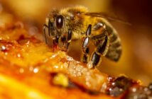 Insektengiftallergie - Symptome und Maßnahmen (Foto: AdobeStock - 396376842 BeeApiaries)