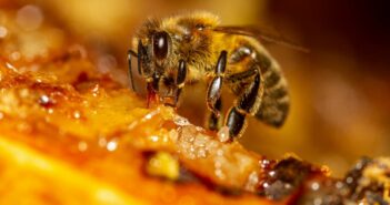 Insektengiftallergie - Symptome und Maßnahmen (Foto: AdobeStock - 396376842 BeeApiaries)